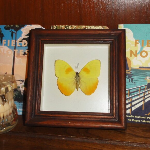 Vintage Wood Framed Orange Sulphur Butterfly oddity curiosity insect bug - Picture 9 of 13